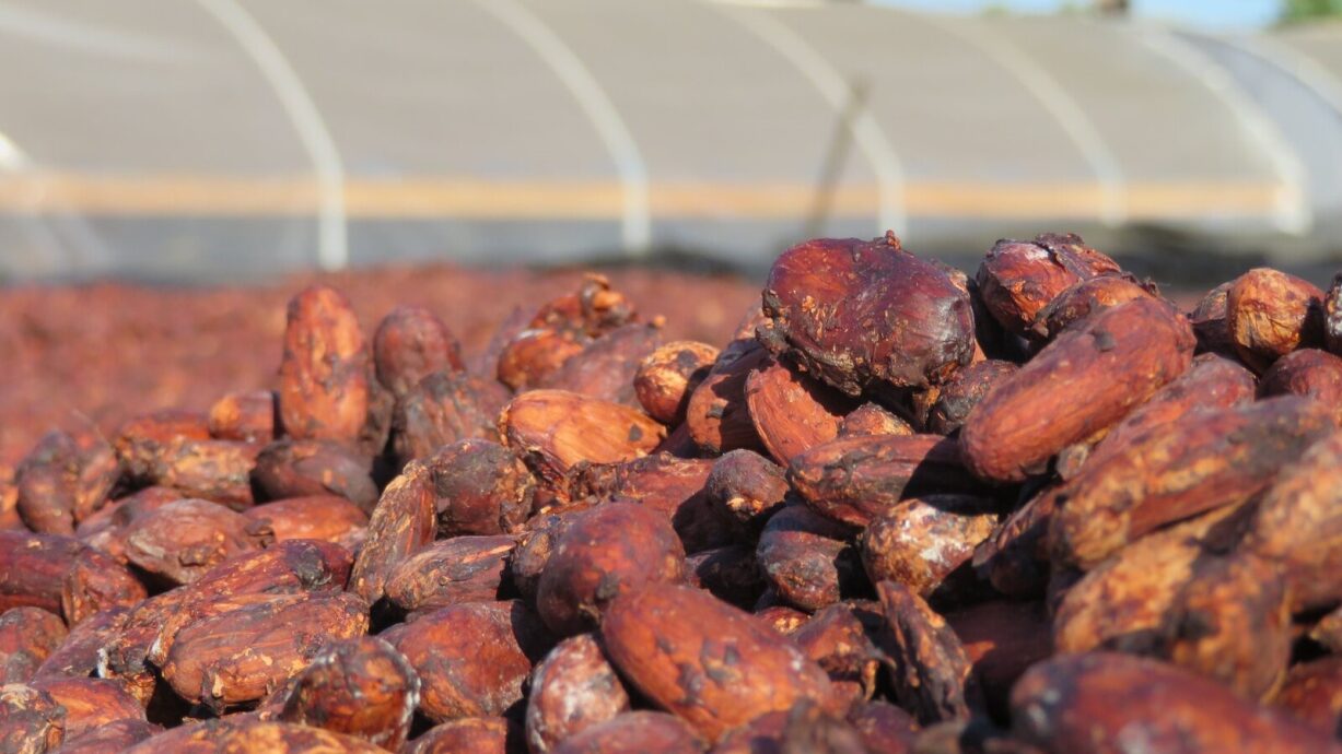 T’as testé… la fève de cacao crue ?