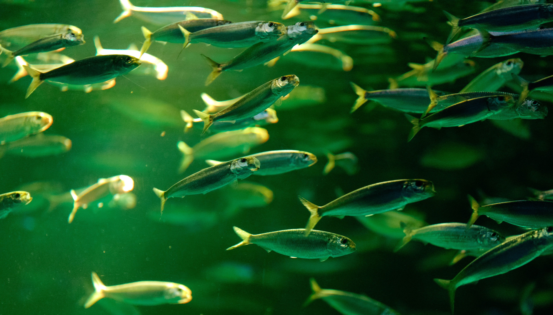 Avis de houle sur les sardines !